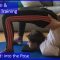 47 Flexyart Contortion Training: Cheststand: into the Pose-Also for Yoga, Pole, Ballet, Dance People