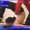 112 Flexyart Contortion Training: Cheststands  – Also for Yoga, Pole, Ballet, Dance People