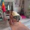 Yoga and Stretching at Home. Forward Bending, Advanced Yoga Asanas